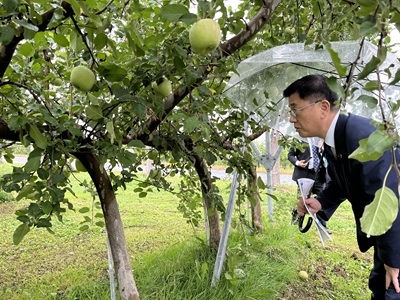 弘前市でりんごの省力樹形を現地調査する庄子農林水産大臣政務官