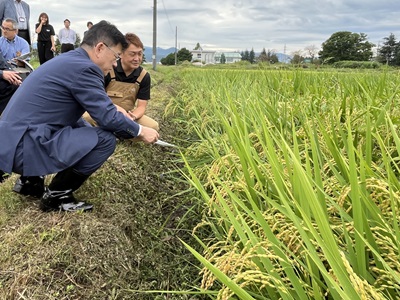 黒石市で7月上旬に田植えすることにより、雑草を抑制した有機栽培の水稲ほ場を現地調査する庄子農林水産大臣政務官(手前)