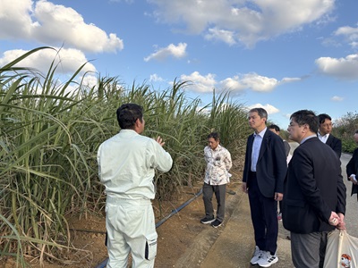沖縄県北大東村内のさとうきびほ場でさとうきび生産の取組に関する説明を受ける広瀬農林水産大臣政務官（左から3人目）
