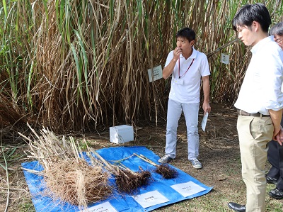 サトウキビの改良について説明を受ける鈴木農林水産副大臣