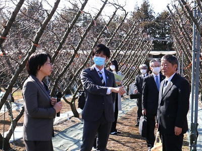 果樹のV字樹形を視察する鈴木農林水産副大臣