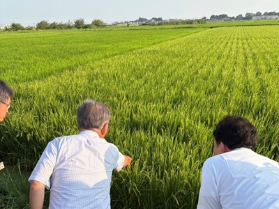 ほ場を視察する笹川農林水産副大臣（右）