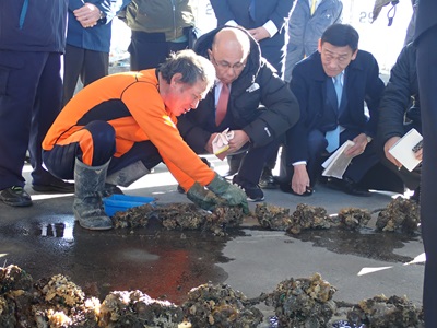 兵庫県相生市内でマガキのへい死状況の説明を受ける根本農林水産副大臣（中央）