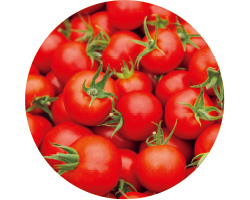 サラダボウルのトマト。ミネラルをたっぷり含んだ南アルプス山系の天然水で生産する