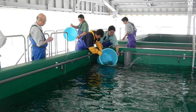 壊滅的な被害を受けた独立行政法人水産総合研究センター東北区水産研究所の宮古庁舎も再建。被災地復興のための研究開発に取り組んでいる