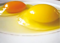 手前が飼料用米を与えた鶏の卵で、奥が通常のエサを与えた鶏卵