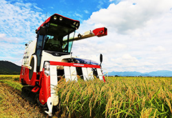 フクハラファームで生産している業務用米は主食用と加工用(酒造用など)がある