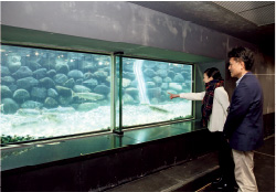 三面川の分流「種川(たねがわ)」に遡上してきた鮭や、卵の人工ふ化の様子を間近で見られる。とくに、ウグイなどの魚と並んで泳ぐ立派な鮭の姿に感動。近くの三面川では、2艘そうの船で網を操り、もう1艘がその網に鮭を追い込む「居繰網(いぐりあみ)漁」や、大きな針を鮭に引っ掛けて獲る「テンカラ漁」が行われており、時間によっては見学も可能