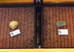 三面川の分流「種川(たねがわ)」に遡上してきた鮭や、卵の人工ふ化の様子を間近で見られる。とくに、ウグイなどの魚と並んで泳ぐ立派な鮭の姿に感動。近くの三面川では、2艘そうの船で網を操り、もう1艘がその網に鮭を追い込む「居繰網(いぐりあみ)漁」や、大きな針を鮭に引っ掛けて獲る「テンカラ漁」が行われており、時間によっては見学も可能