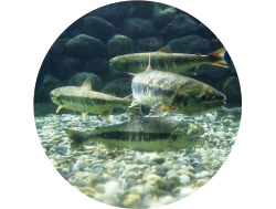 三面川の分流「種川(たねがわ)」に遡上してきた鮭や、卵の人工ふ化の様子を間近で見られる。とくに、ウグイなどの魚と並んで泳ぐ立派な鮭の姿に感動。近くの三面川では、2艘(そう)の船で網を操り、もう1艘がその網に鮭を追い込む「居繰網(いぐりあみ)漁」や、大きな針を鮭に引っ掛けて獲る「テンカラ漁」が行われており、時間によっては見学も可能