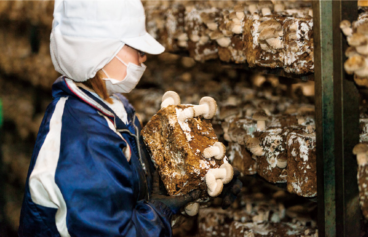 しいたけは、一定の温度に保った室内で発生させる。常に収穫しないと菌床がだめになるため、被災時も収穫を続け、被災者に無償で提供した