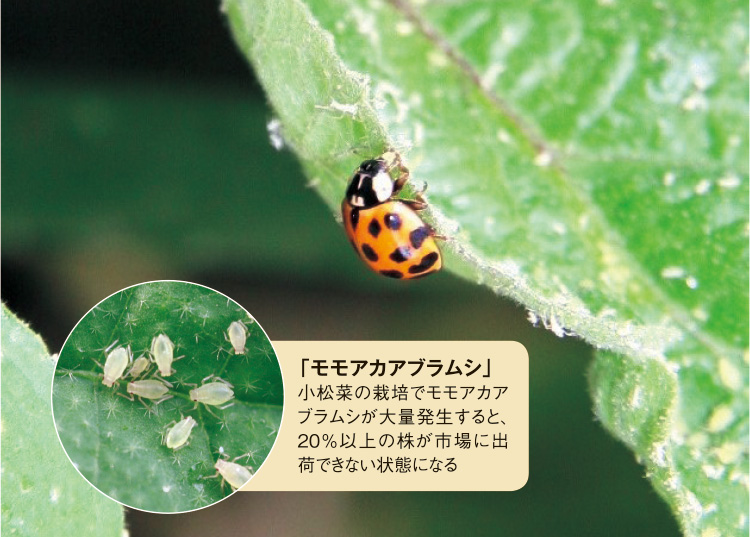 モモアカアブラムシを食べる「飛ばないナミテントウ」。葉っぱや茎を伝って、1日100匹以上を捕食する