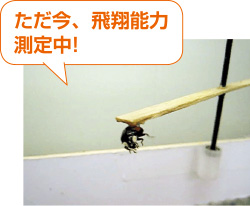 研究過程では、フライトミルという飛翔能力の測定器で飛ぶ能力の低い個体を選抜。「測定後の個体は、無傷で取り外せます」と世古さん
