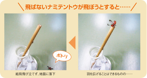 飛ばないナミテントウが飛ぼうとすると……