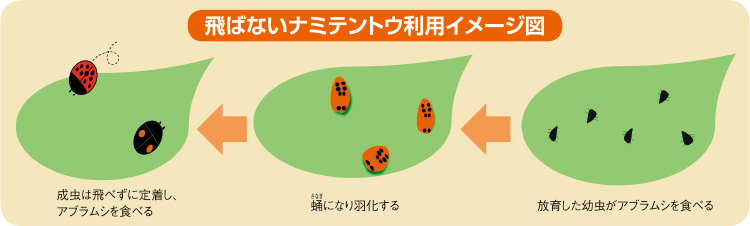 飛ばないナミテントウ利用イメージ図