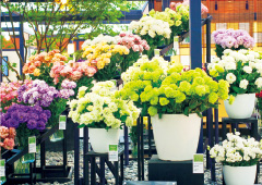 花き産業と花きの文化の振興を図るため、「花きの振興に関する法律」が施行されました