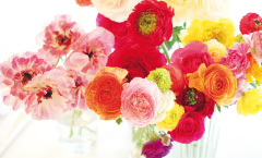 花き産業と花きの文化の振興を図るため、「花きの振興に関する法律」が施行されました