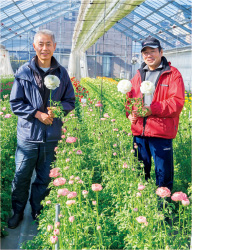 「花瓶に生けてから1か月ほどもちます」と品質にも太鼓判を押す上條さん(右)と、フロリアード2012で1席を受賞したビガー・ホワイトを育てた横林数幸さん(左)