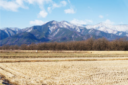 日照時間が長く、冷涼な気候という栽培環境もラナンキュラスに適している