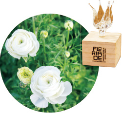 ビガー・ホワイト。品種名は「煌(きらめき)」に決定