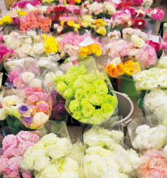 (株)フラワースピリットで栽培しているラナンキュラスは約150品種。出荷期間は11月から翌5月上旬で、国内だけでなくアメリカなどにも輸出