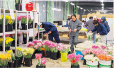 出荷作業をしながら他のメンバーが育てた花を見ることで、たがいに切磋琢磨し技術を向上