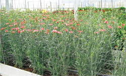 香川県がオランダでの生育条件や適性などの研究もサポート