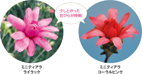 カーネーションとナデシコを交配して作られている。剣咲きタイプの花びらがティアラ(女性の装飾冠)を連想させることが名前の由来