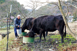 活動の拠点とするのは、廃校となった「貴和小学校」。この学校は、明治時代にお坊さんが建てたことから「貴とうとい和尚」にちなんで命名され、「貴和の里」もその名を受け継ぐ。山あいの畑には牛がのんびり草をはむ姿もあり、日本の原風景が広がる