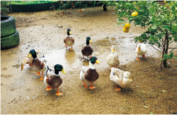 夫婦二人三脚で経営する「カントリースイーツ優風」の「まんまろーる」と名づけられたロールケーキは、無農薬のアイガモ米を使い、しっとり軽い口当たり。イチゴやフルーツなど計6種類。お菓子作り名人と呼ばれていた晴美さんが、全国規模のコンクールで見事優勝。「それならばいっそお店をと、勢いで開店したのよ」と笑顔の篠田さんご夫婦