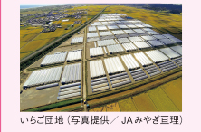 いちご団地(写真提供/ JAみやぎ亘理)