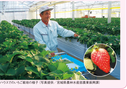 ハウスでのいちご栽培の様子(写真提供/宮城県農林水産部農業振興課)