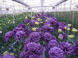 大規模水耕栽培によるトルコギキョウの高品質周年生産システムの構築