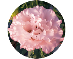 土耕栽培よりも、花がひと回り大きく育つことも市場から高評価