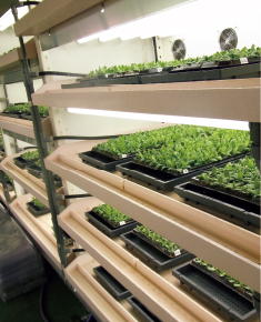 「人工光閉鎖系育苗システム」で、通常8週かかる育苗を5週に短縮し、年9回育苗