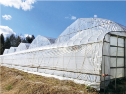 既存の無加温ハウスを使用。葉菜類をカンパニュラに切り替えることで、農業粗収益の増加が期待できる