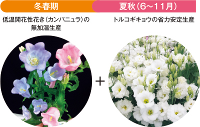 トルコギキョウとカンパニュラの組み合わせによる効率的周年栽培技術