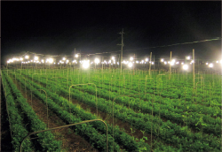 露地電照栽培を核とした夏秋小ギク効率生産