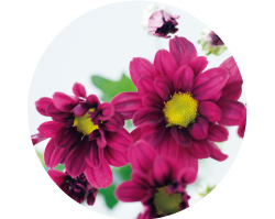 電照栽培品種として選抜された「精ちぐさ」