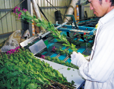 選花機で切り花調整作業を大幅に省力化