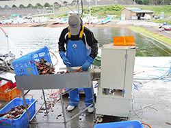 最新の耳あけ機は、貝を1枚ずつそろえて投入するだけで、自動的に「位置決め・保持・穴あけ」が行われる。老若男女誰にでも扱えると評判