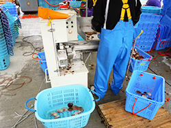 最新の耳あけ機は、貝を1枚ずつそろえて投入するだけで、自動的に「位置決め・保持・穴あけ」が行われる。老若男女誰にでも扱えると評判