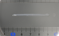 1000ℓ水槽で、飼育したウナギ(184日齢)