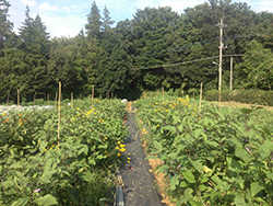 土橋綾子さんの菜園