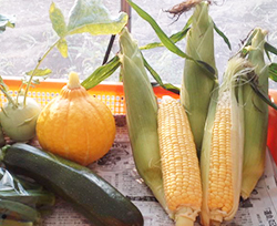 菜園で収穫した野菜