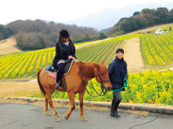 15haの園内には、いつ訪れても色鮮やかな花畑が広がり、春は菜の花やポピー、夏はヒマワリやクレオメ、秋はサルビアやコスモス、冬はストックが見頃に。近隣の馬術クラブの散歩コースでもあり、馬に出会うことも