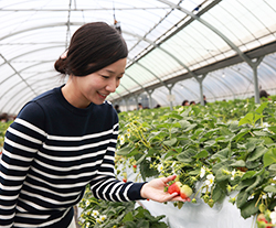 淡路出身の中谷 学さんがサラリーマン生活を終え、Uターンして始めた農園。淡路の農業に新しい風をと試行錯誤し、2年前にはカフェもオープン。連日多くの観光客でにぎわう。季節に応じてブドウ、ミカン、サツマイモ掘り体験なども可能