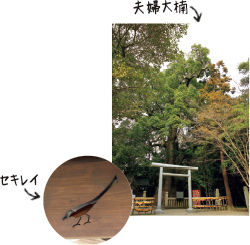 境内にある樹齢900年の夫婦大楠(めおとおおくす)には、夫婦神が宿ると信じられ、多くの絵馬が掛けられている。夫婦円満の御神鳥(ごしんちょう)セキレイの石碑など、子授け、安産にご利益がありそうなモチーフがあちこちに。夫婦神が描かれた大熊手も正月期間限定で授与される