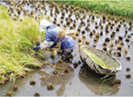 人力による田植え作業