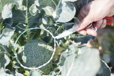 農作物の大きさを判定している写真